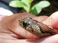 Thamnophis sumichrasti