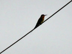 Merops philippinus