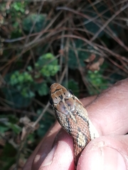 Thamnophis sumichrasti