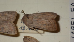 Orthosia gracilis