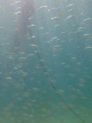 Herklotsichthys castelnaui