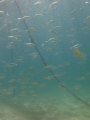 Herklotsichthys castelnaui