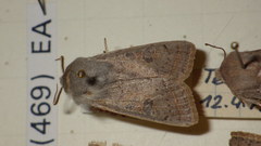 Orthosia gracilis