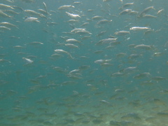 Herklotsichthys castelnaui