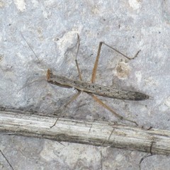 Yersiniops solitarius