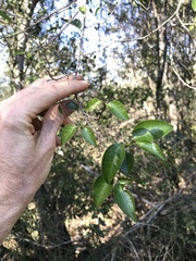 Excoecaria dallachyana