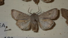 Orthosia gracilis