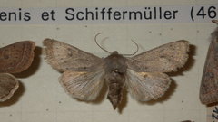 Orthosia gracilis
