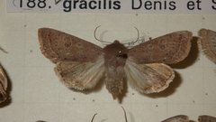 Orthosia gracilis