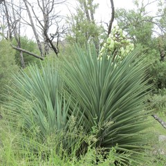 Yucca schottii