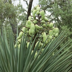 Yucca schottii