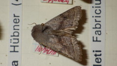 Orthosia opima