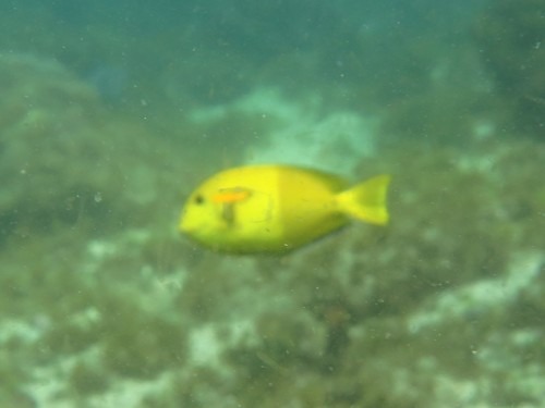 Orangeblotch Surgeonfish