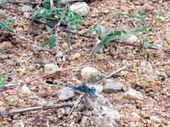 Diplacodes trivialis