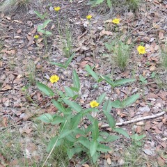 Lasianthaea podocephala