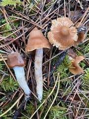 Cortinarius acutus