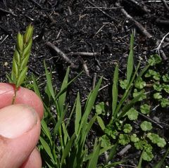 Tetrarrhena acuminata
