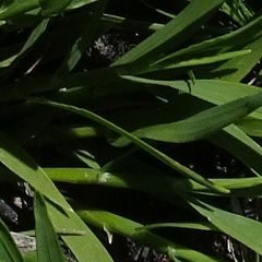 Tetrarrhena acuminata