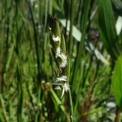 Tetrarrhena acuminata