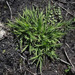 Tetrarrhena acuminata