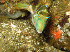 Canthigaster axiologus