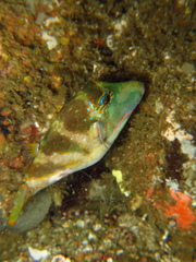 Canthigaster axiologus
