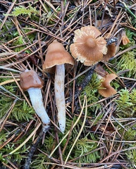 Cortinarius acutus