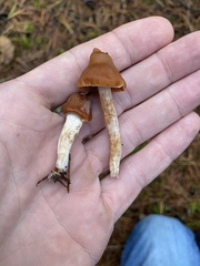 Cortinarius acutus