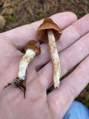 Cortinarius acutus