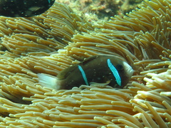 Barrier Reef Anemonefish photo 4