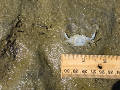 Callinectes similis