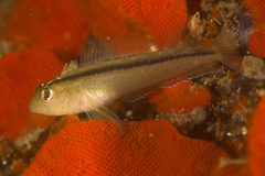 Forsterygion lapillum