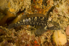 Forsterygion lapillum