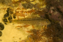 Forsterygion lapillum