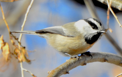 Mountain Chickadee photo 1