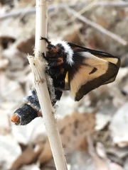 Hemileuca nevadensis