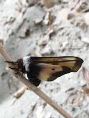 Hemileuca nevadensis