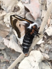 Hemileuca nevadensis