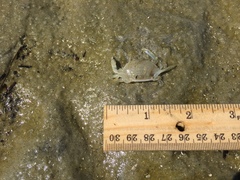 Callinectes similis