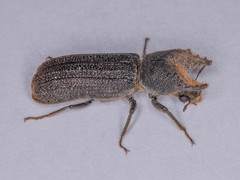 Bostrychoplites cornutus