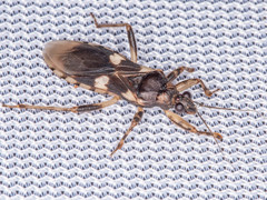 Varus flavoannulatus