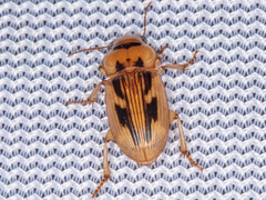 Bradybaenus opulentus