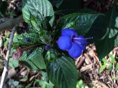 Eranthemum