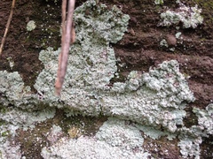 Lepraria normandinoides image