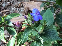 Eranthemum