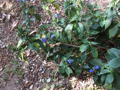 Eranthemum