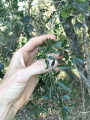 Jasminum didymum racemosum