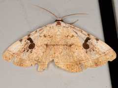 Hypopyra africana