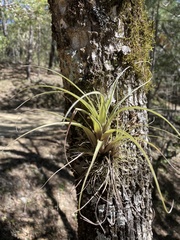 Tillandsia parryi