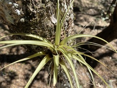 Tillandsia parryi